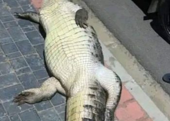 Un crocodile tué par un véhicule