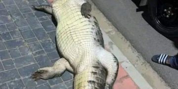 Un crocodile tué par un véhicule