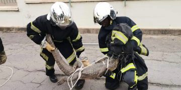 crocodile en divagation capturé à Yamoussoukro