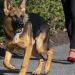 le chien de Joe Biden mord quelqu'un