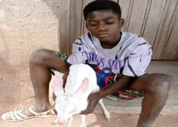 Une gazelle à pelage blanc récupérée à Abeanou