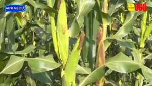 Des prisonniers purgent leurs peines dans un champ de 130 hectares à Baporo au Burkina Faso en cultivant une superficie de 130 hectares de riz
