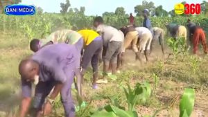 Des prisonniers purgent leurs peines dans un champ de 130 hectares à Baporo au Burkina Faso en cultivant une superficie de 130 hectares de riz
