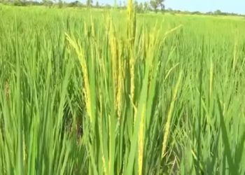 Des prisonniers purgent leurs peines dans un champ de 130 hectares à Baporo au Burkina Faso en cultivant une superficie de 130 hectares de riz