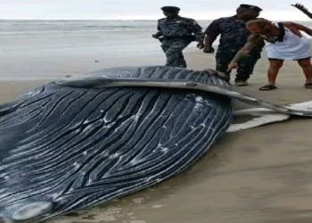 Une baleine a été retrouvée morte le mercredi 17 septembre 2025