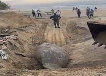 une baleine a été retrouvée morte sur le littoral