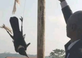 un corbeau vivant attaché à un poteau