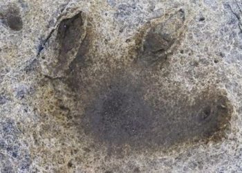 Découverte Immense : Des Empreintes de Dinosaures dans les Alpes Italiennes