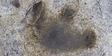 Découverte Immense : Des Empreintes de Dinosaures dans les Alpes Italiennes