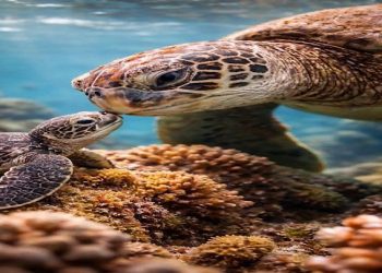 Tortue maritime géante