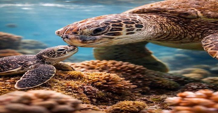 Tortue maritime géante