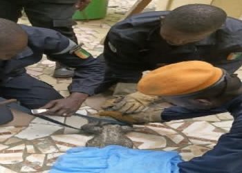 Un crocodile capturé à l’école IRMA