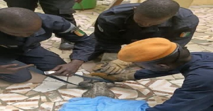 Un crocodile capturé à l’école IRMA