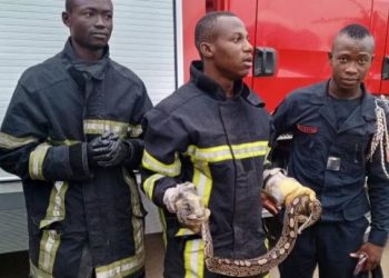 Un python a été découvert à bord d’un véhicule de transport