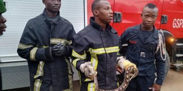 Un python a été découvert à bord d’un véhicule de transport