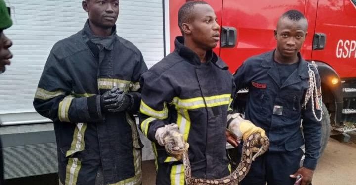 Un python a été découvert à bord d’un véhicule de transport