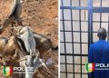 Vol de bétail à Nioro