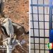 Vol de bétail à Nioro