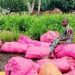 Côte d’Ivoire : 5 corps repêchés et 6 portés disparus dans le chavirement d’une pinasse à Liboli (Grand-Lahou)