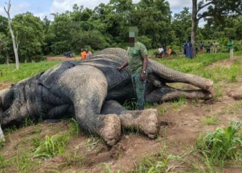 un éléphant a trouvé la mort dans la nuit du vendredi 3 au samedi 4 juillet 2026 à proximité du village de Tiétougou