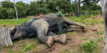 un éléphant a trouvé la mort dans la nuit du vendredi 3 au samedi 4 juillet 2026 à proximité du village de Tiétougou