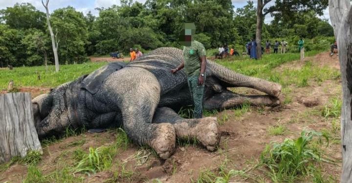 un éléphant a trouvé la mort dans la nuit du vendredi 3 au samedi 4 juillet 2026 à proximité du village de Tiétougou
