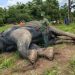 un éléphant a trouvé la mort dans la nuit du vendredi 3 au samedi 4 juillet 2026 à proximité du village de Tiétougou