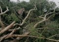 Un arbre